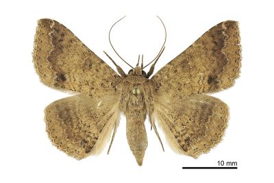 後圓南裳蛾 Ericeia subcinerea 雌蟲