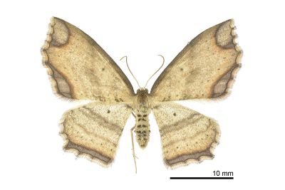 圓框波尺蛾 Eschatarchia lineata formosana 雌蟲