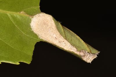 蓬萊茶斑蛾 Eterusia aedea formosana
