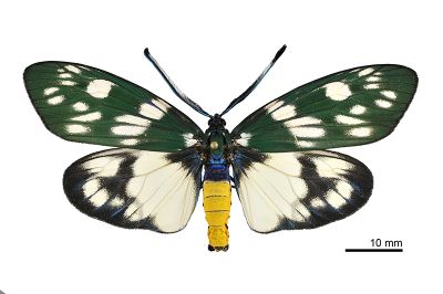 蓬萊茶斑蛾 Eterusia aedea formosana 雄蟲