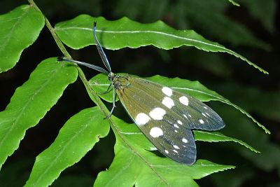 臺灣茶斑蛾 Eterusia taiwana 雄蟲