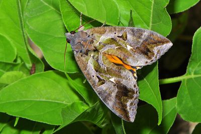 落葉裳蛾 Eudocima phalonia 雌蟲