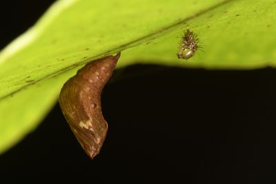 白線眼紋凹翅螟蛾 Eugauria albidentata