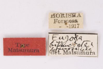 蓬萊良苔蛾 Eugoa formosicola