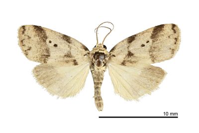 蓬萊良苔蛾 Eugoa formosicola 雄蟲