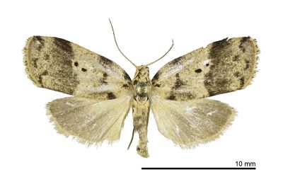 蓬萊良苔蛾 Eugoa formosicola 雌蟲