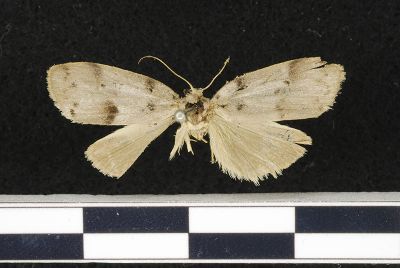 雙點良苔蛾 Eugoa grisea 雌蟲