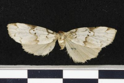 三角斑良苔蛾 Eugoa sinuata 雌蟲