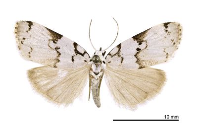 三角斑良苔蛾 Eugoa sinuata 雌蟲