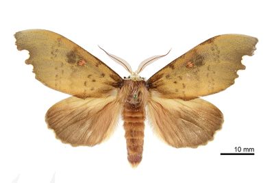 凹緣黃星舟蛾 Euhampsonia formosana 雄蟲