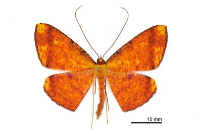 雌黃粉尺蛾 Eumelea ludovicata 雄蟲