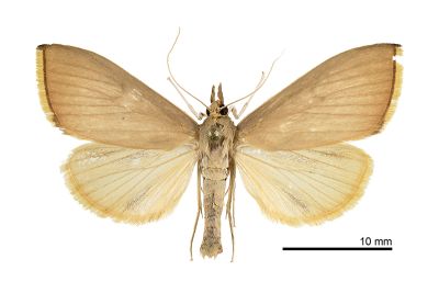 黄翅雙叉端環野螟蛾 Eumorphobotys eumorphalis 雌蟲