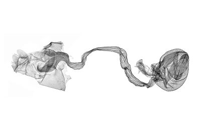 黄翅雙叉端環野螟蛾 Eumorphobotys eumorphalis 雌蟲