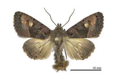 臺灣錦夜蛾 Euplexia pali 雄蟲