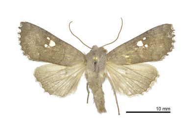 三星猶夜蛾 Eupsilia tripunctata 雄蟲