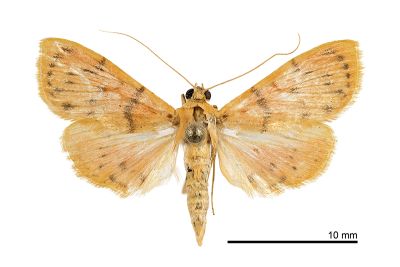 Eusabena miltochristalis 雌蟲