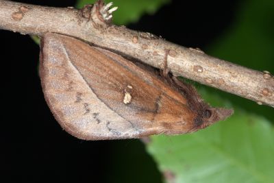 淡紋斜帶枯葉蛾 Euthrix nigropuncta 雌蟲