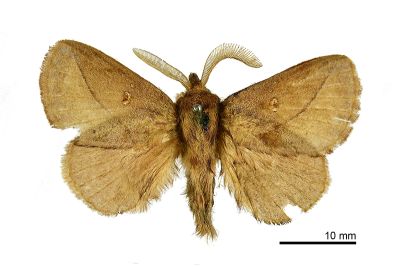 褐斜帶枯葉蛾 Euthrix tamahonis 雄蟲