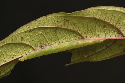 纖齒緣眉裳蛾 Eutrogia morosa