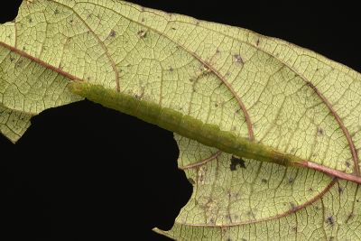 纖齒緣眉裳蛾 Eutrogia morosa