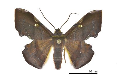 褐缺口尺蛾 Fascellina chromataria 雄蟲