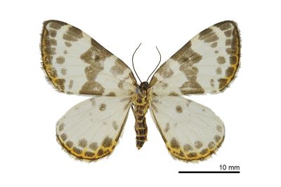 懷特利氏枯葉尺蛾 Gandaritis whitelyi 雌蟲