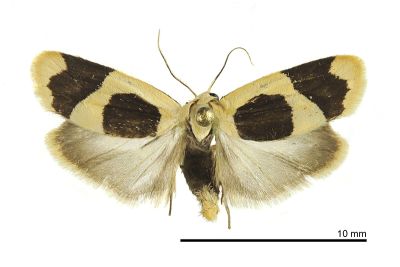 臺灣斑苔蛾 Garudinia taioana 雌蟲