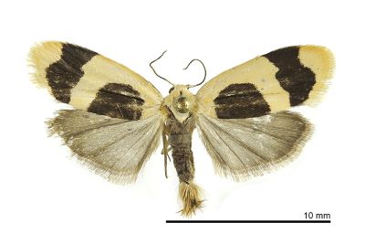臺灣斑苔蛾 Garudinia taioana 雄蟲