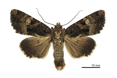 宏類秀夜蛾 Genoveva magnirena 雄蟲