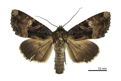 宏類秀夜蛾 Genoveva magnirena 雄蟲