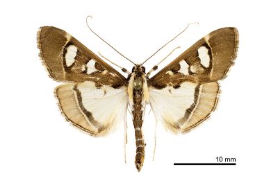 吉爾卡絹野螟蛾 Glyphodes chilka 雄蟲