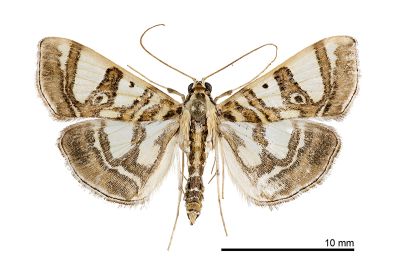 蓬萊絹野螟蛾 Glyphodes formosana 雄蟲