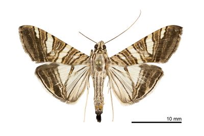 棕帶絹野螟蛾 Glyphodes stolalis 雄蟲