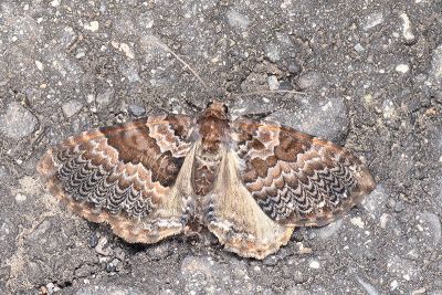 橙緣褐波尺蛾 Gnamptopteryx perficita cymatia 雄蟲