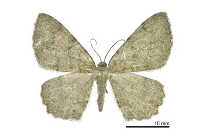 灰隱絨尺蛾 Gnophos delitescens 雌蟲