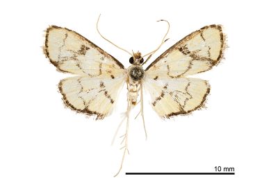 黑緣犁角野螟蛾 Goniorhynchus butyrosa 雄蟲