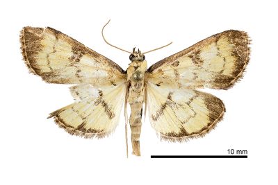 黑環犁角野螟蛾 Goniorhynchus exemplaris 雄蟲