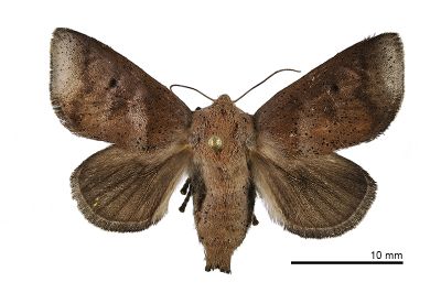 茶足點刺蛾 Griseothosea fasciata 雌蟲