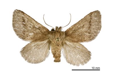 赭足點刺蛾 Griseothosea rufula 雌蟲