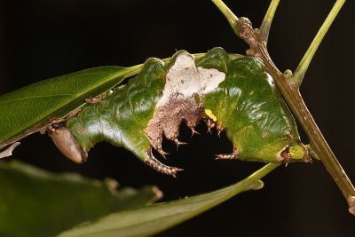 小鹿枝背舟蛾 Harpyia microsticta baibarana