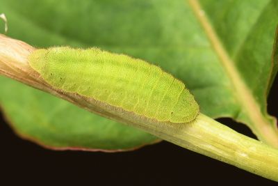 紫日灰蝶 Heliophorus ila matsumurae