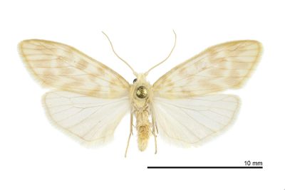 半明苔蛾 Hemipsilia coavestis 雄蟲