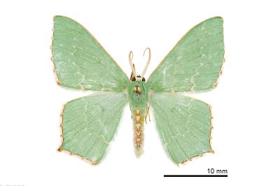 紅緣無繮青尺蛾 Hemistola simplex 雄蟲