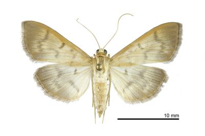 暗切葉野螟蛾 Herpetogramma fuscescens 雌蟲
