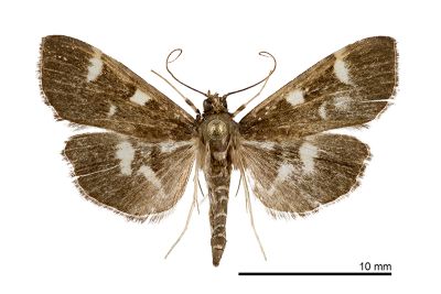 葡萄切葉野螟蛾 Herpetogramma luctuosalis 雄蟲