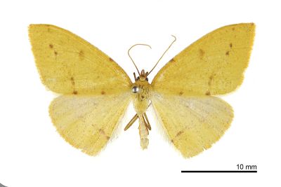 雙褐斑黃隱尺蛾 Heterolocha biplagiata 雌蟲