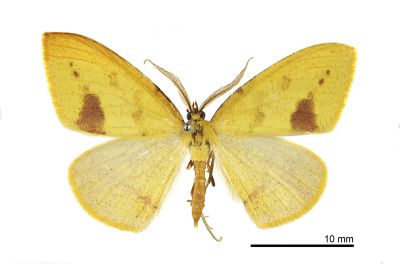 雙褐斑黃隱尺蛾 Heterolocha biplagiata 雄蟲
