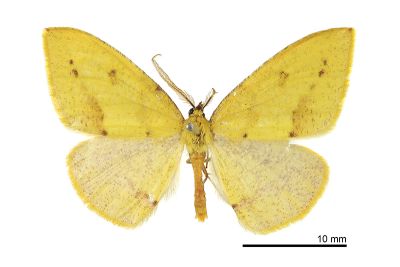 雙褐斑黃隱尺蛾 Heterolocha biplagiata 雄蟲