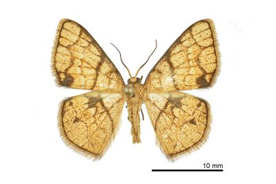 大斑四格尺蛾 Heterostegane subtessellata 雌蟲