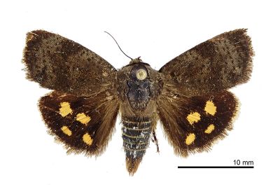 梅峰駝蛾 Hyblaea meifenga 雌蟲